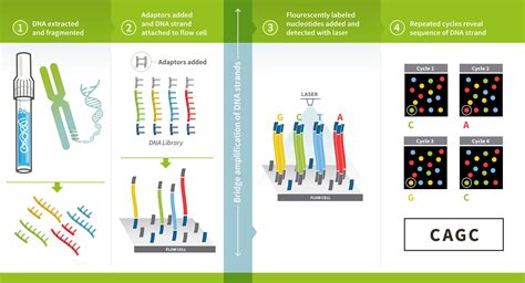 are genetic sequences similar to enzyme sequence